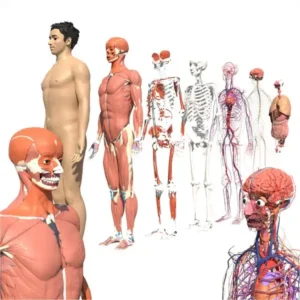 Anatomy